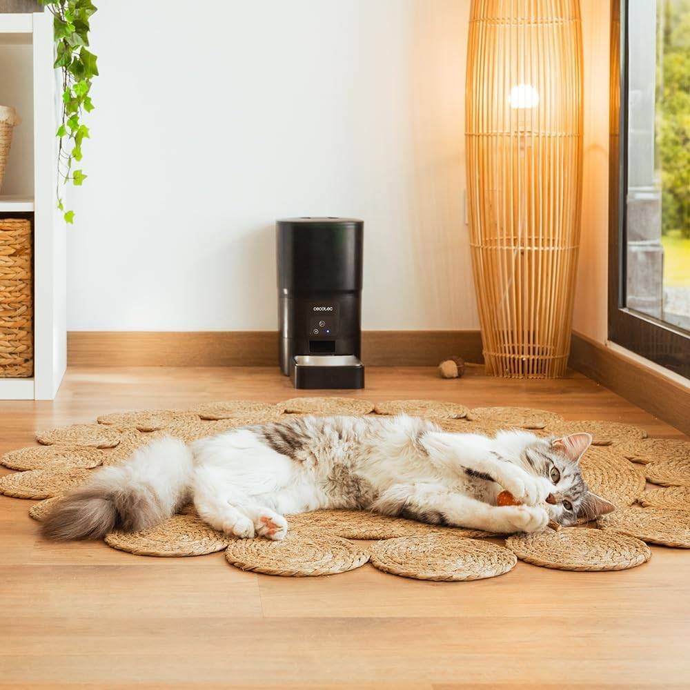 Product gallery prod_01KTKDJZHT51WQ2D4ZXB5JXVC7-2